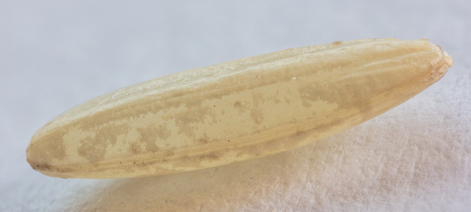 Close-up of a single long-grain Basmati rice kernel