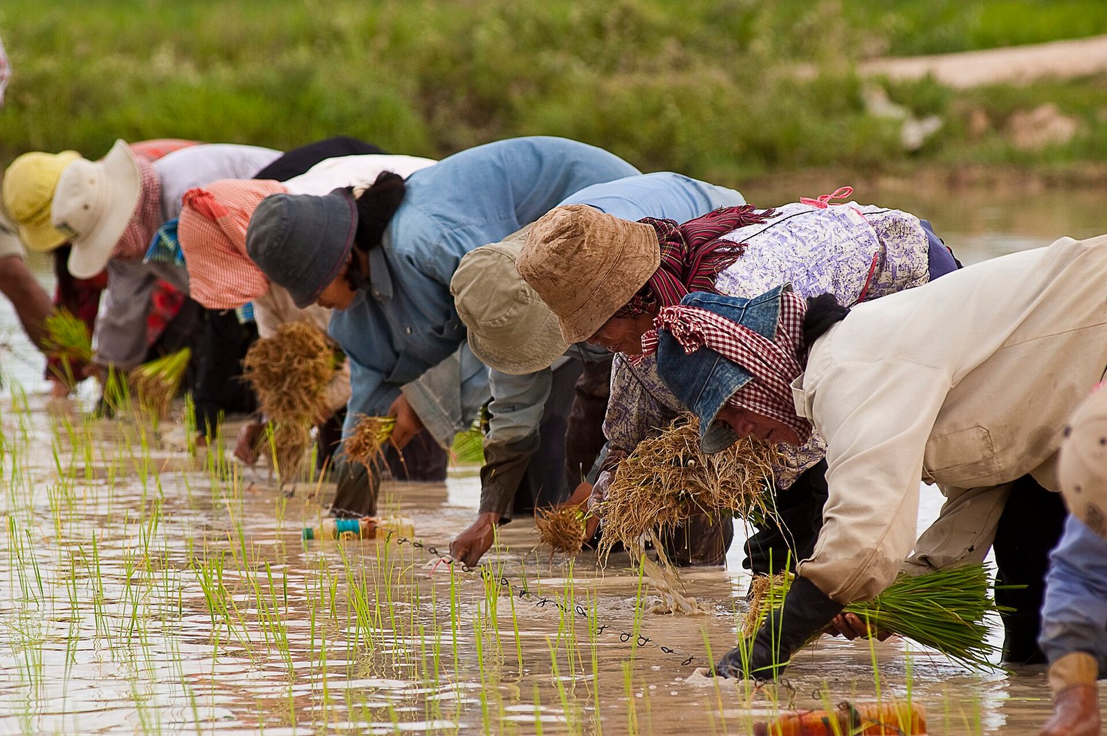 Farm workers transplanting paddy seedlings by hand in a flooded field