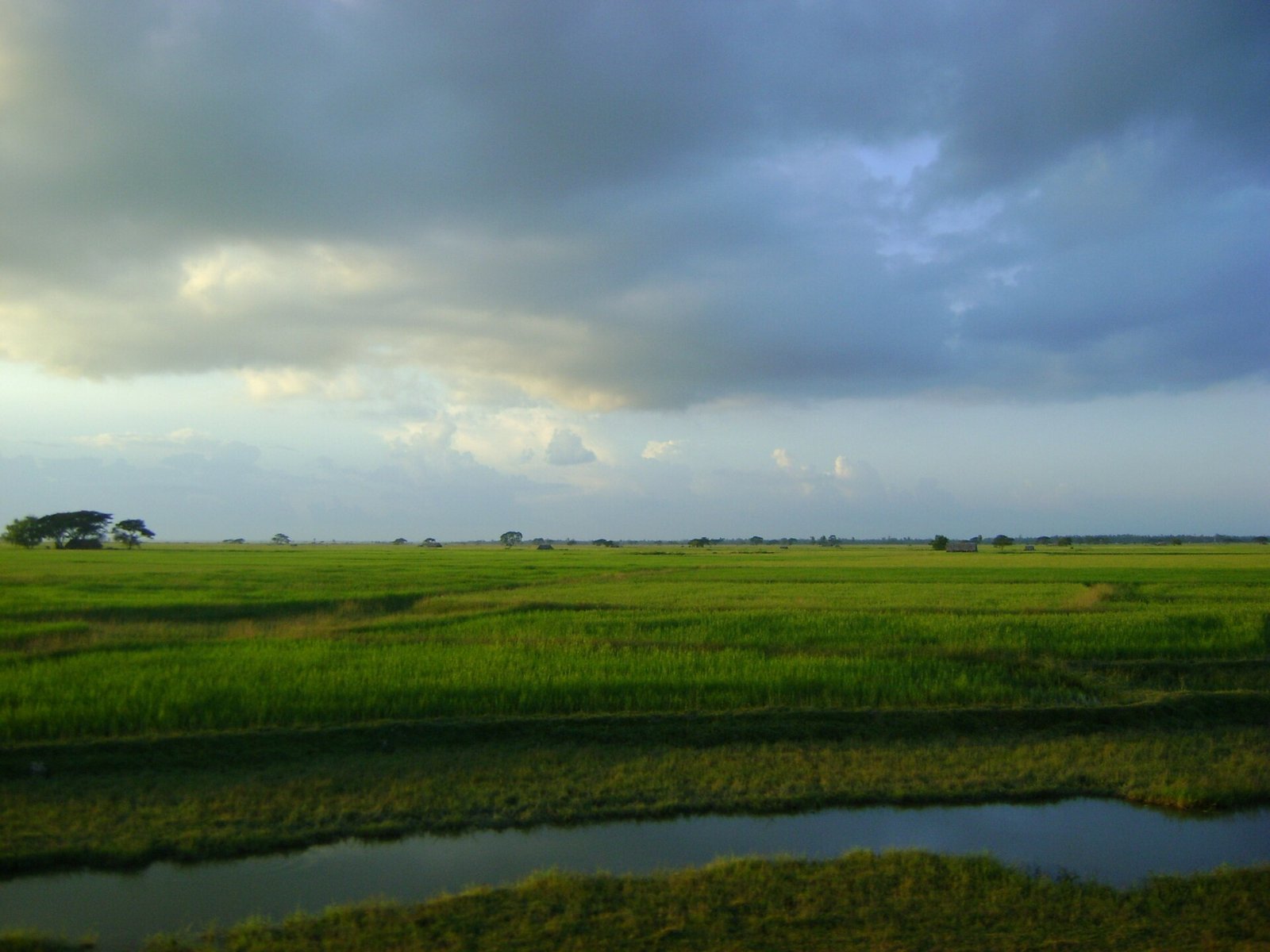 Paddy fields under cultivation ahead of harvest