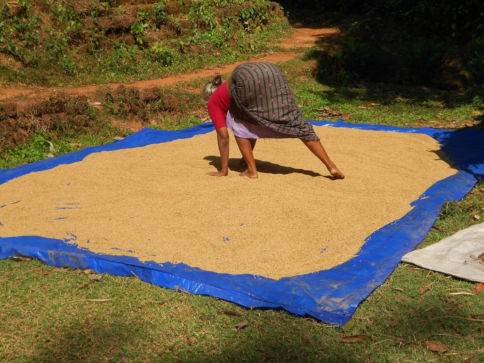 Freshly harvested paddy grain before milling