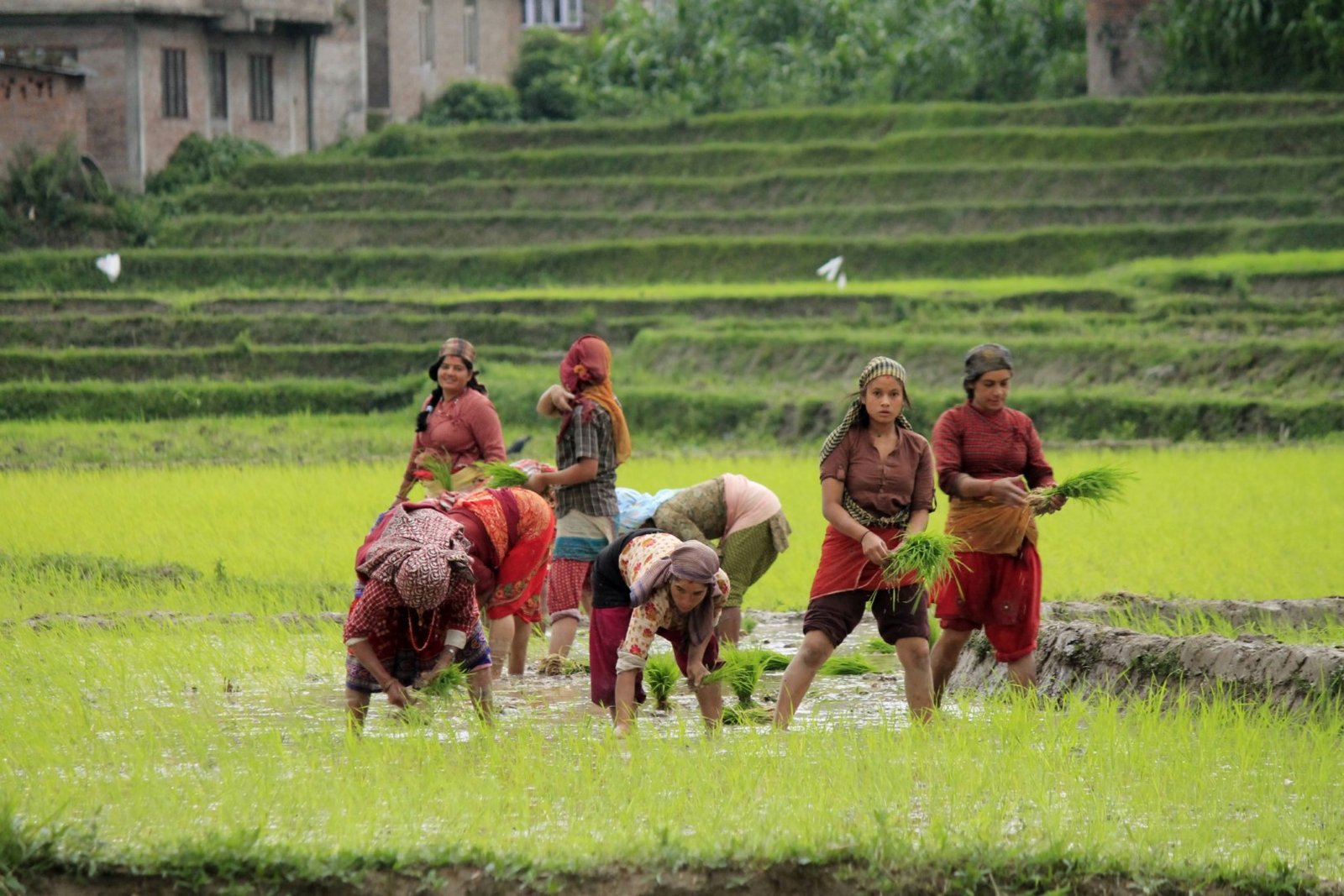 Paddy seedlings being planted out across a prepared field