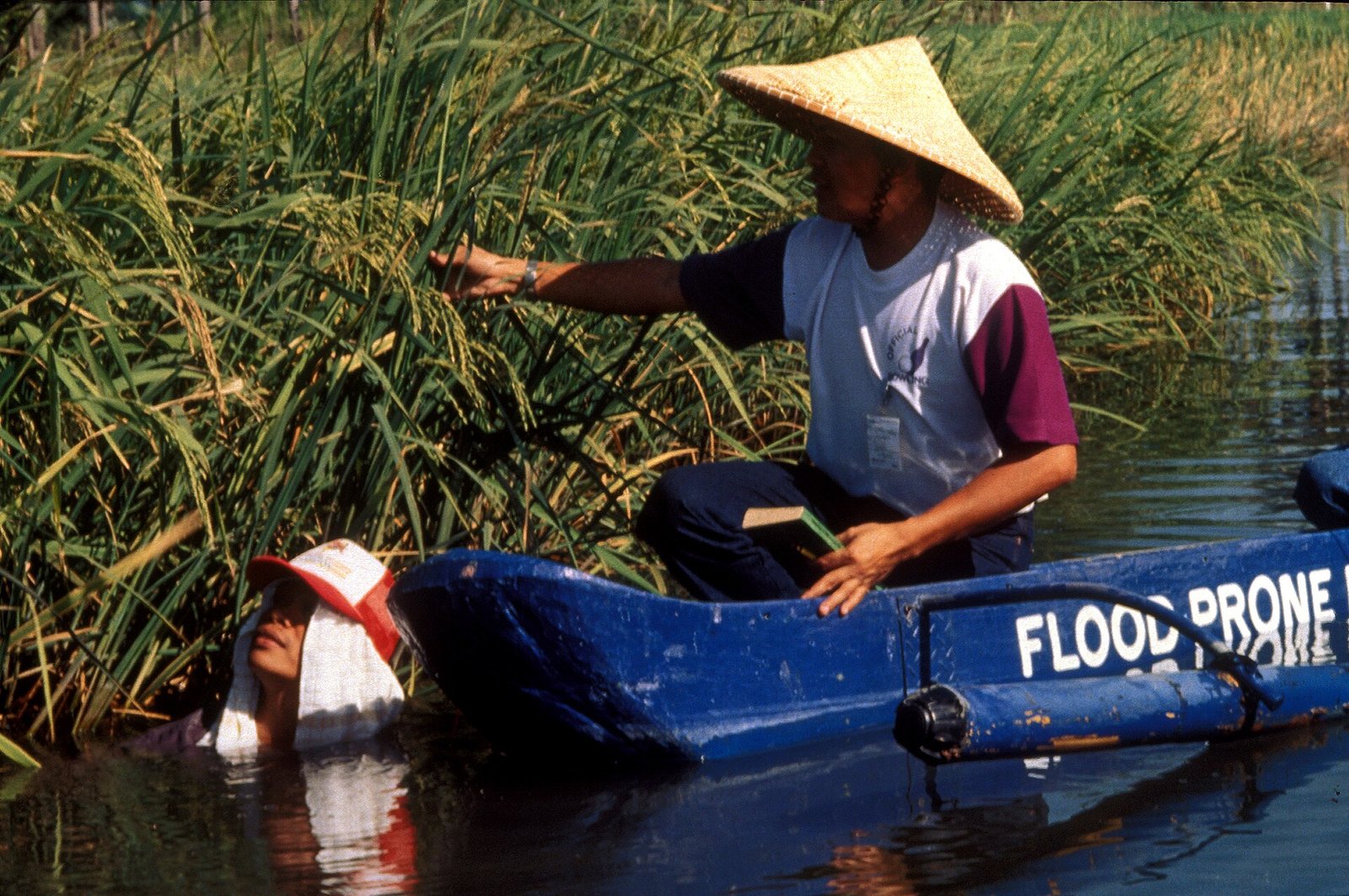 Agronomists inspecting the standing rice crop in the field